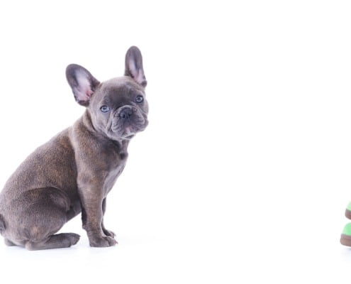 Pet Portraits taken in Newcastle Photography studio of French Bulldog Puppy